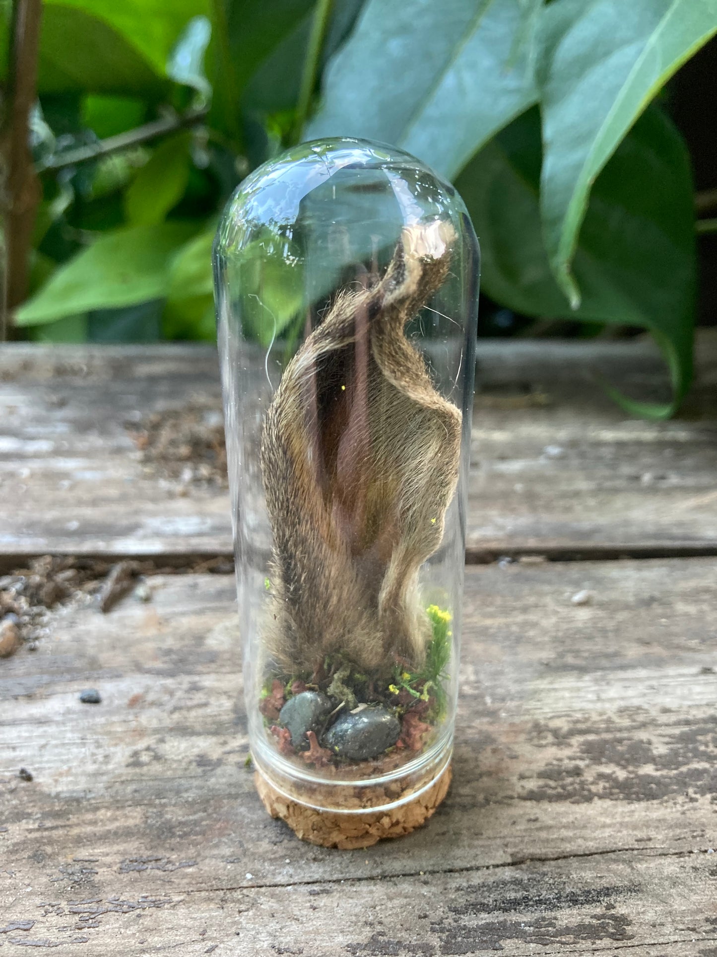 Hare Bone Garden