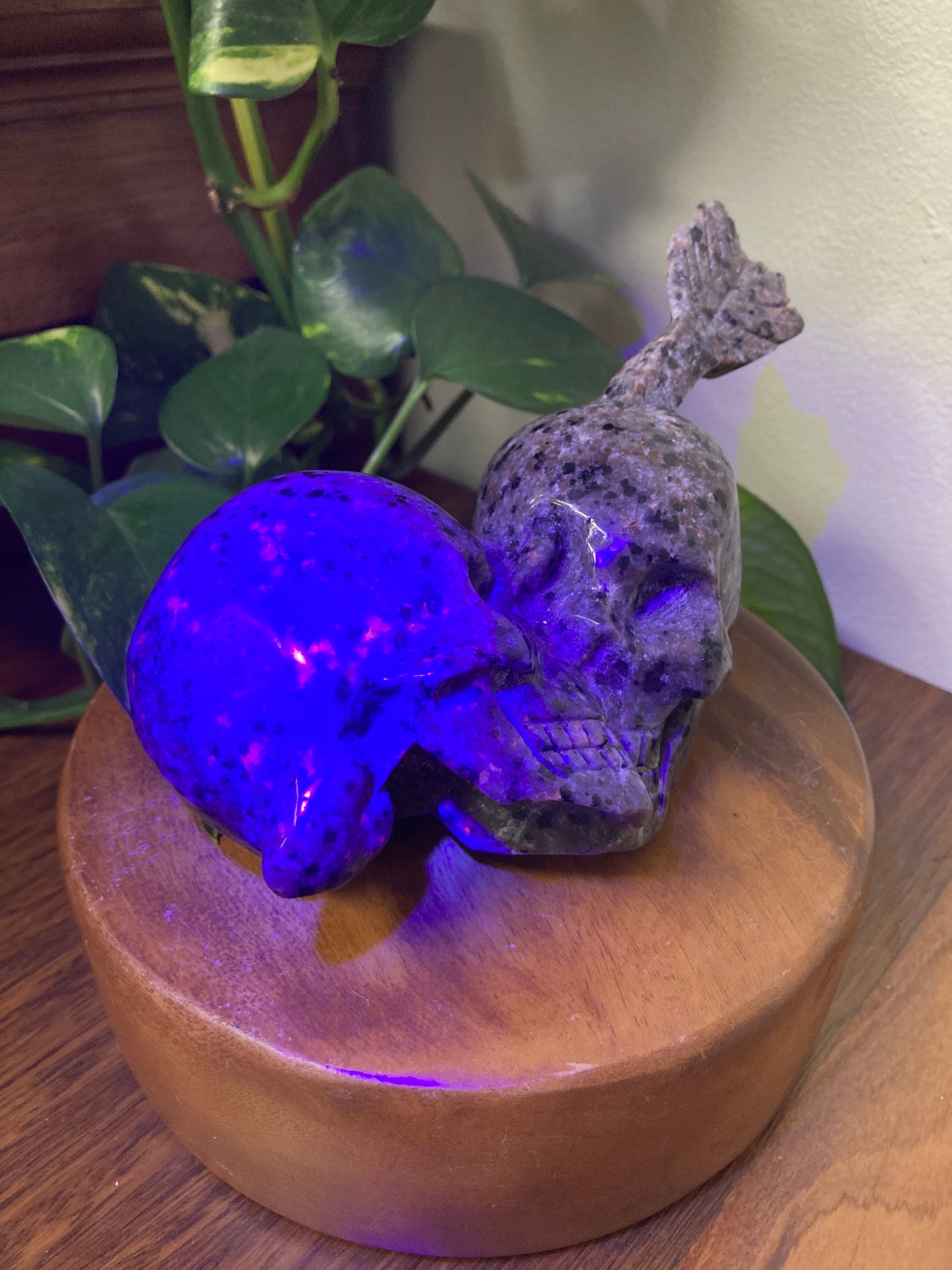 Yooperlite Skull