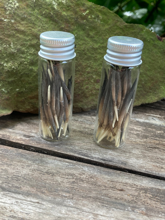 Echidna Quills