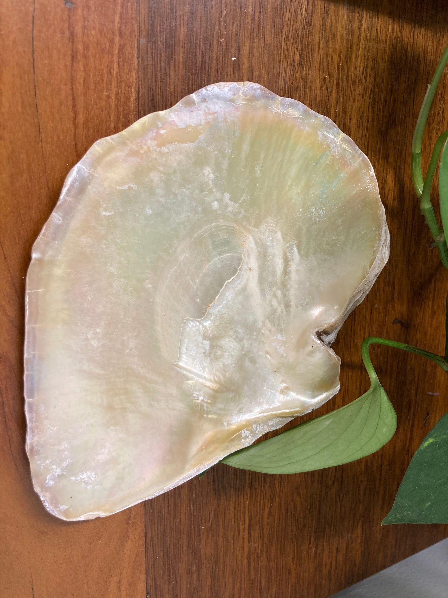 Pearl Shell Smudging Bowl