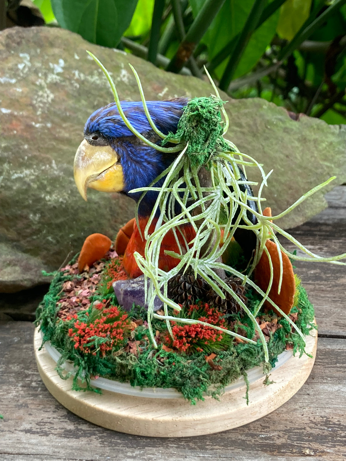 Rainbow Lorikeet Creation Story
