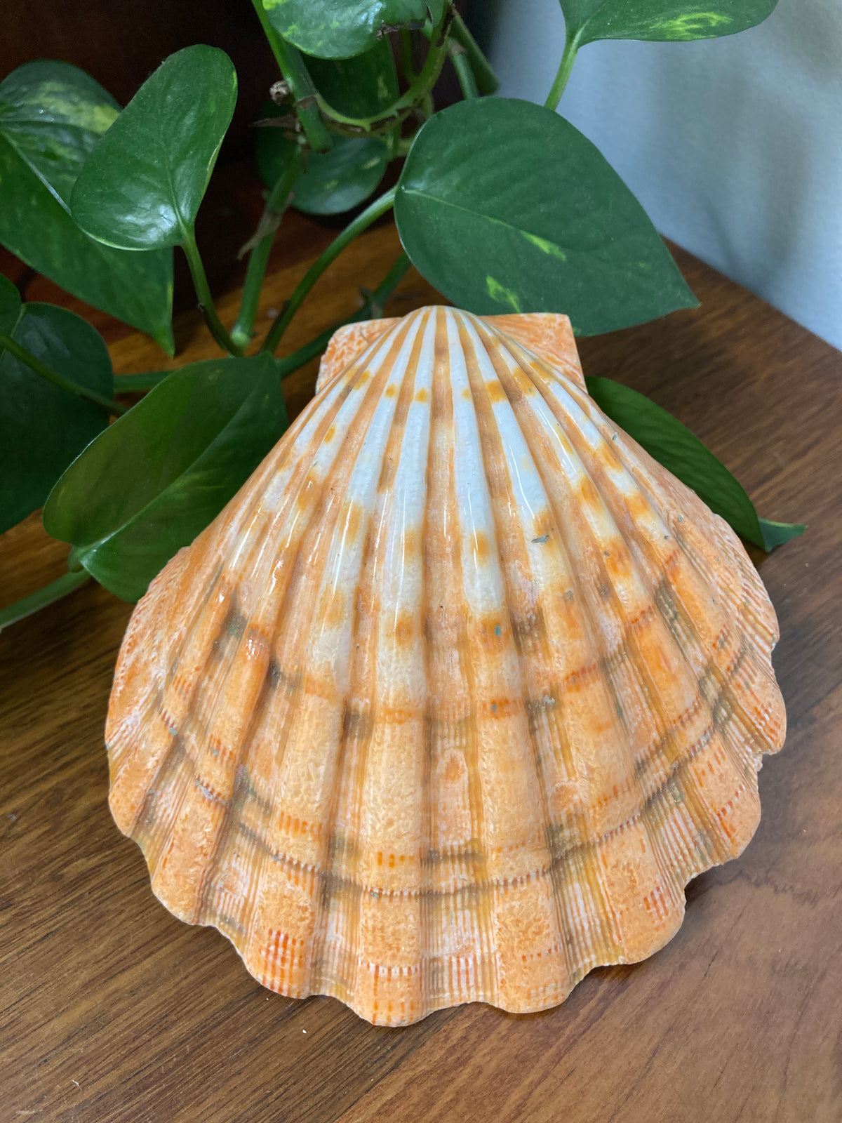 Scollop Shell Smudging Bowl