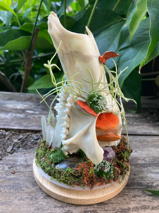 Bone Garden