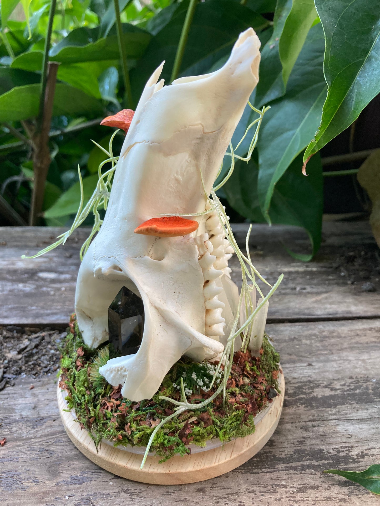 Bone Garden