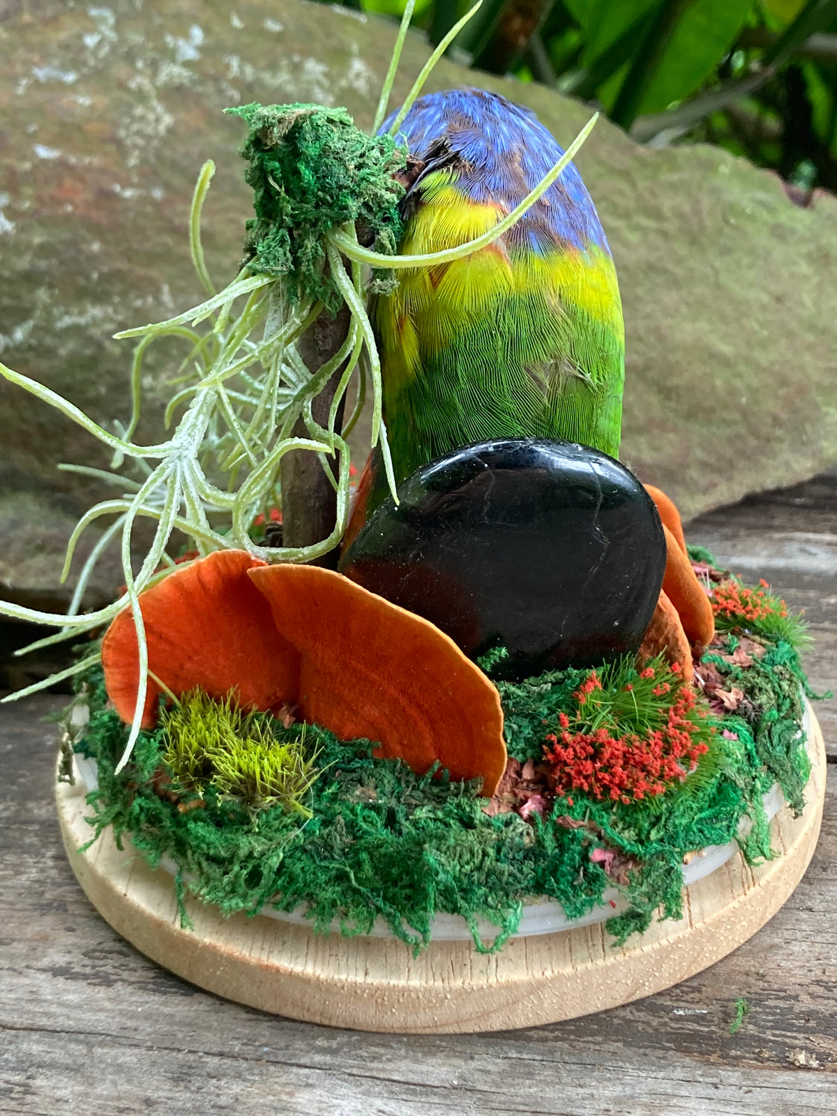 Rainbow Lorikeet Creation Story