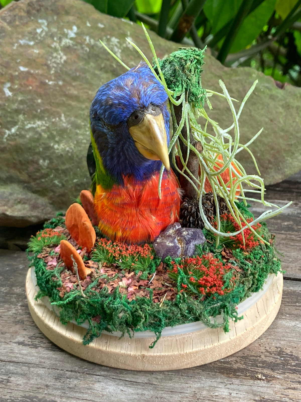 Rainbow Lorikeet Creation Story
