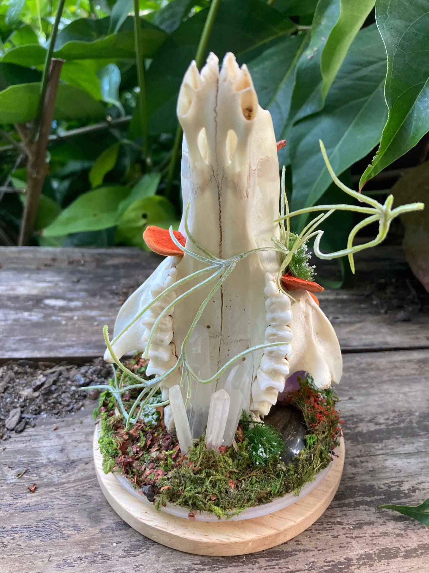 Bone Garden