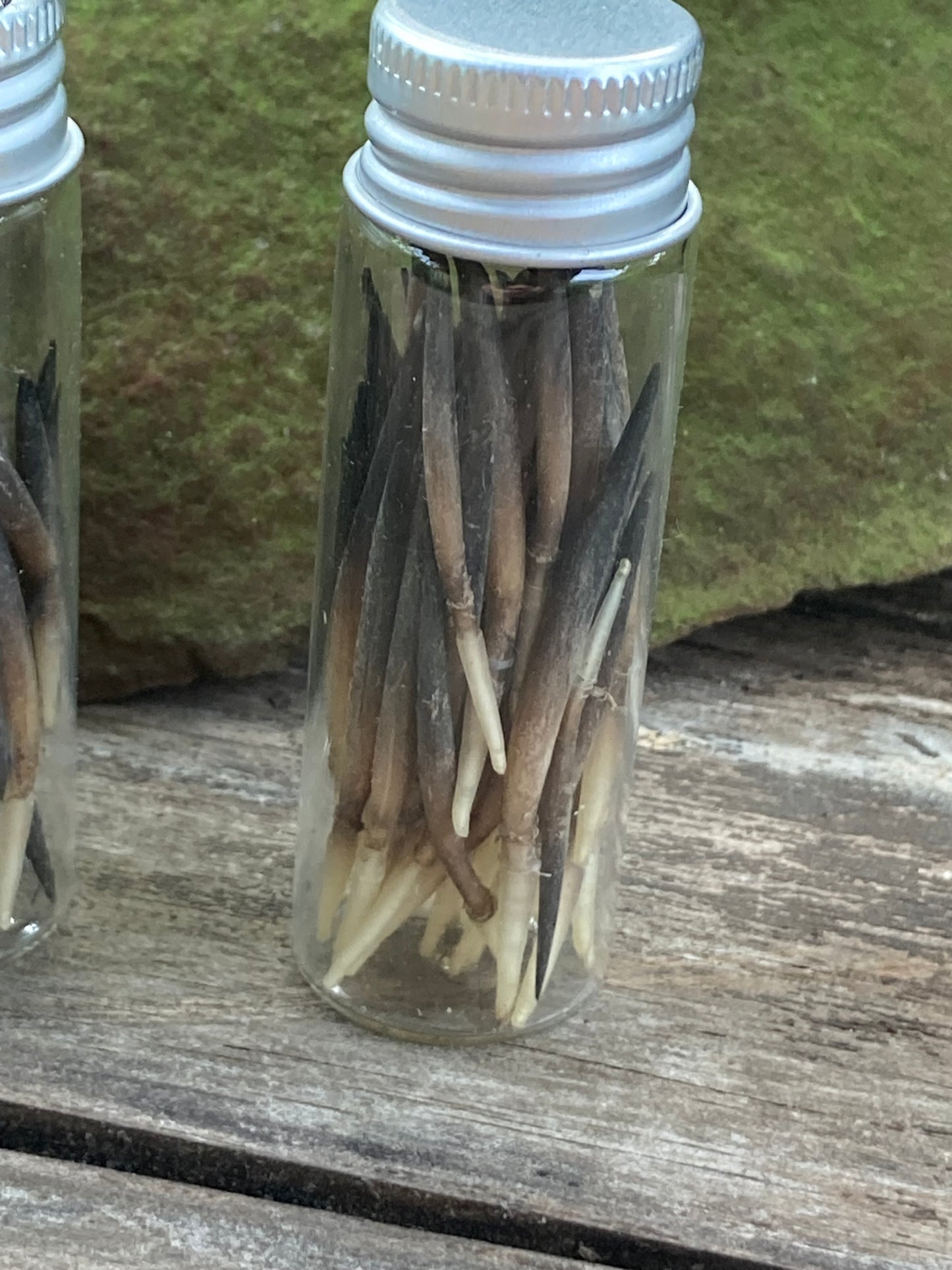 Echidna Quills