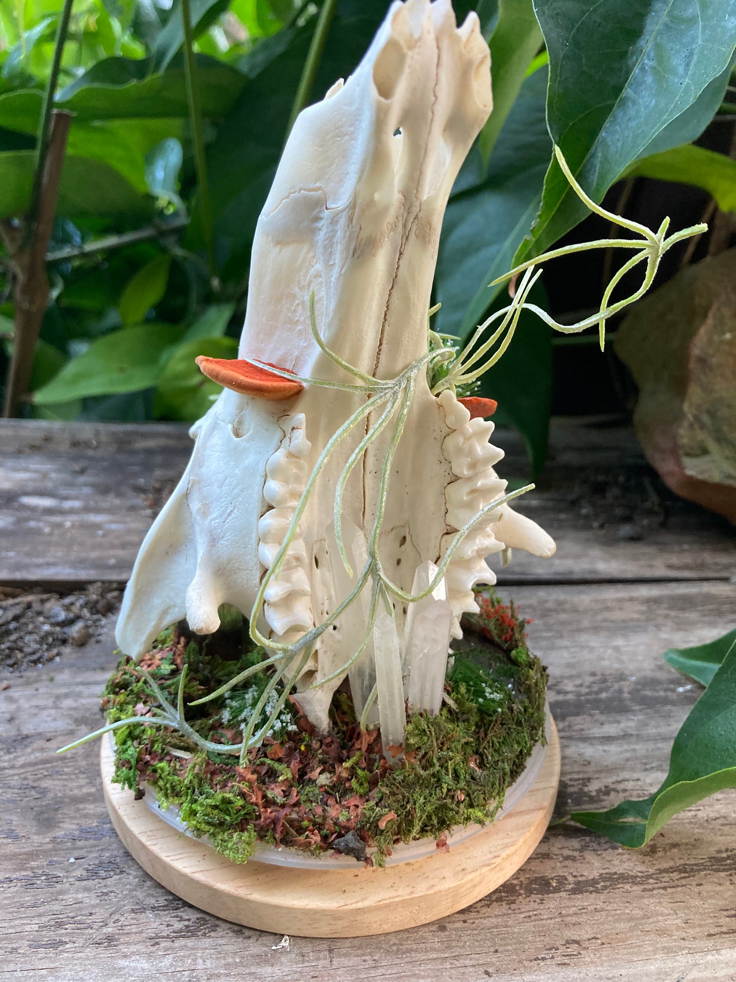 Bone Garden