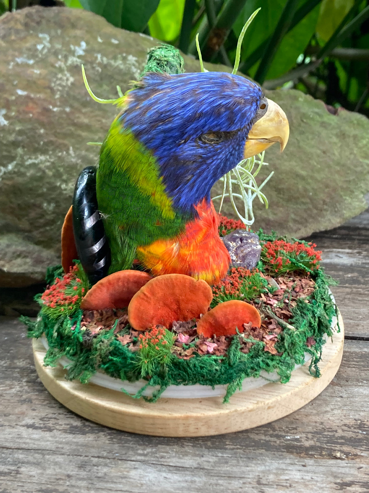 Rainbow Lorikeet Creation Story