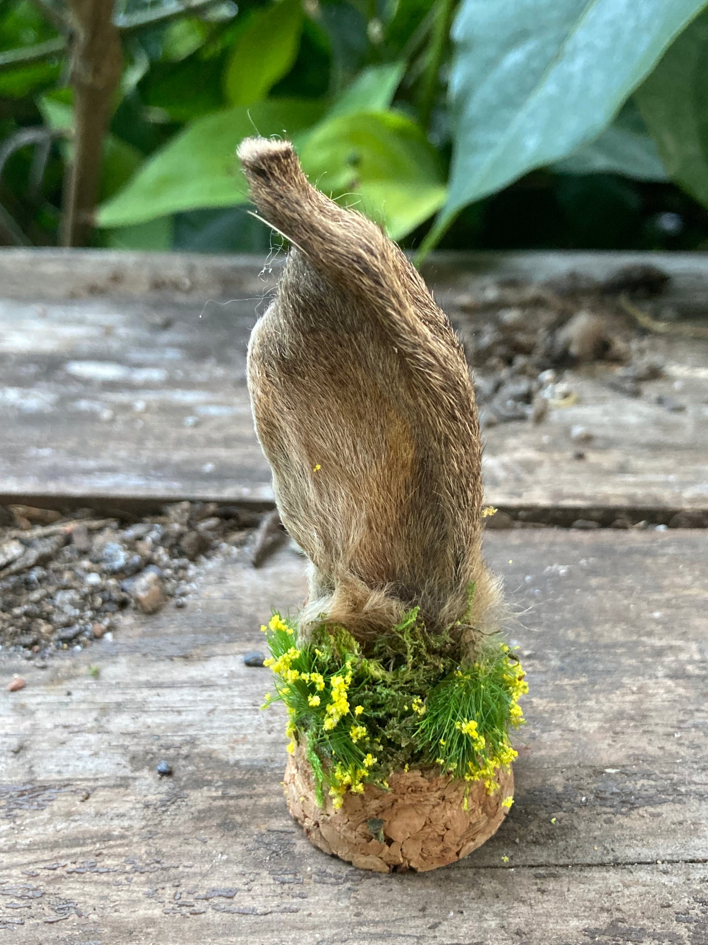 Hare Bone Garden